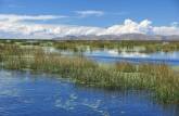 O junco cresce no lago Titicaca, perto de Puno, no Peru